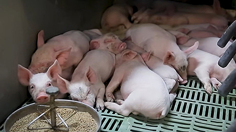 離乳前死亡率和後期生長的關鍵值——出生體重1.1kg