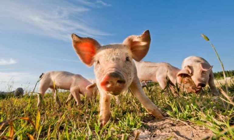 12eating animals food tank 770x513 e1527816966271 770x462