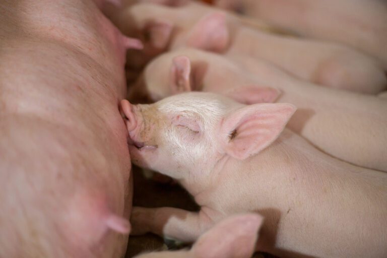 “礦”世佳品—— 揭秘明微礦(MINTREX®) : 如何讓每窩離乳活仔豬“逆天”增加 0.6 頭