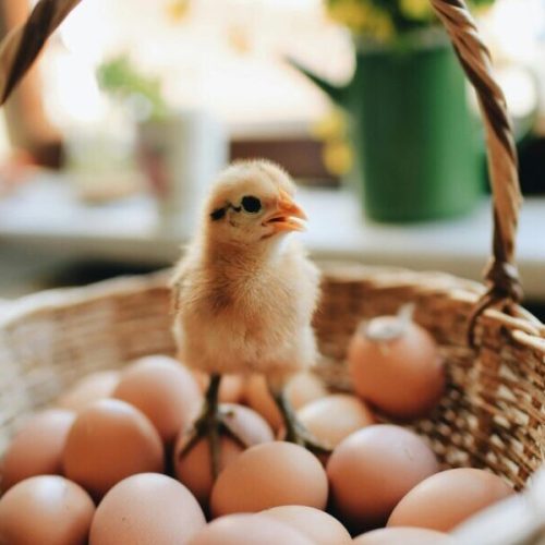 Chick perched on eggs in a wicker basket indoors, with soft lighting and floral decor.